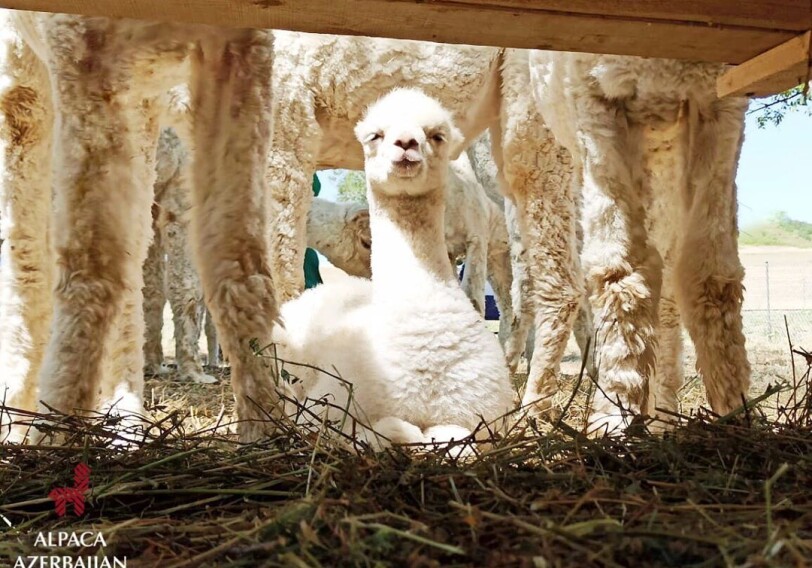 «Малыш чувствует себя отлично!» - На ферме альпака в Шамахе пополнение  (Фото–Видео)