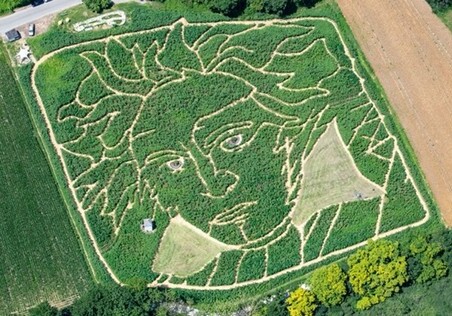 «Выращенный» из подсолнухов портрет Бетховена появился на поле в Германии