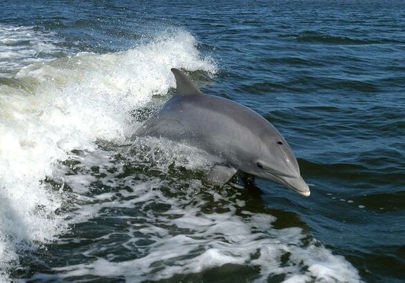 В Каспийском море плавают дельфины? (Видео)