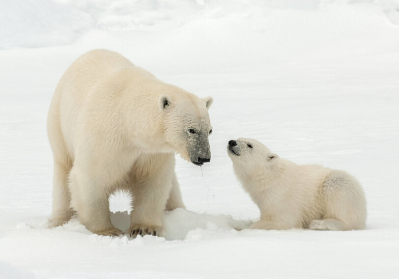 Белые медведи могут исчезнуть к 2100 году