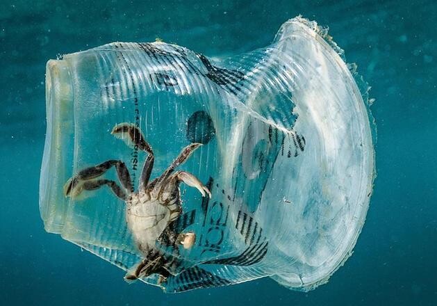 В Японии создали пластиковые пакеты, которые разлагаются в морской воде