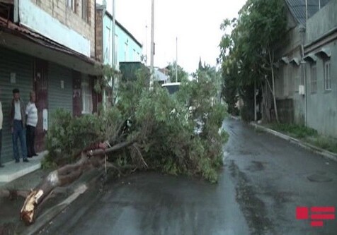 В Гяндже ветер повалил деревья, в Гядабее выпал град (Фото)