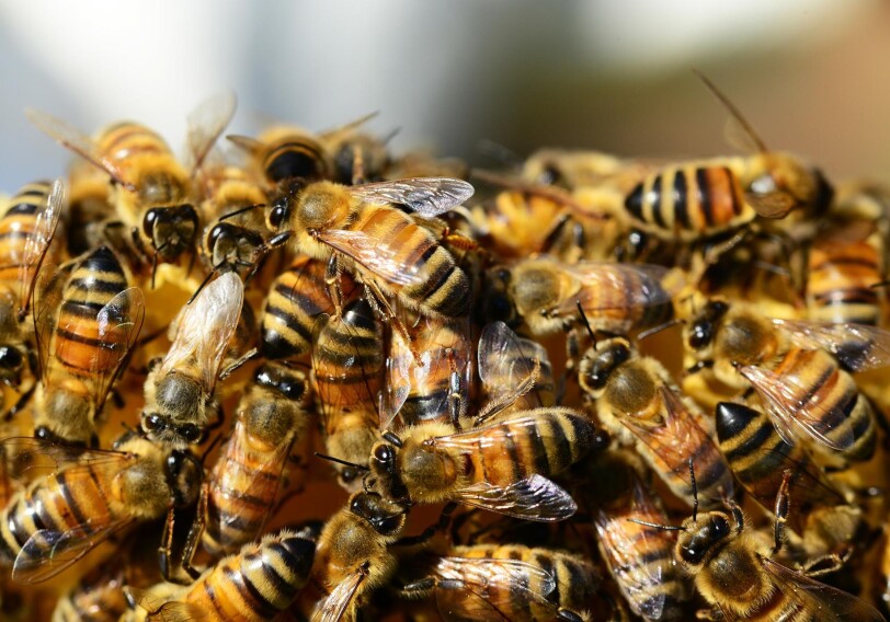 В Азербайджане зафиксирована массовая гибель пчел