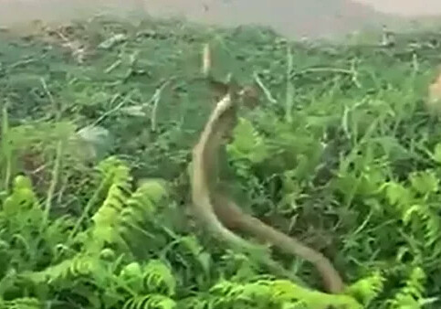 В Индии сняли на видео драку гигантских змей