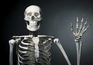 Названы интересные факты о человеческом скелете