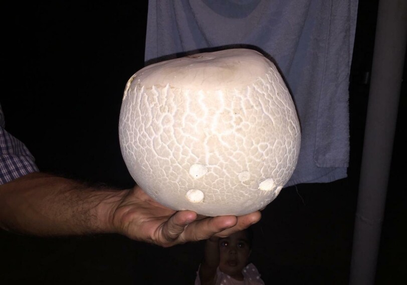 Житель Исмаиллы нашел гриб весом три килограмма (Фото)