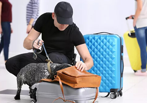 Аэропорт Дубая начал использовать собак для обнаружения COVID-19