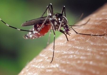 В США выпустят 750 млн ГМО-комаров