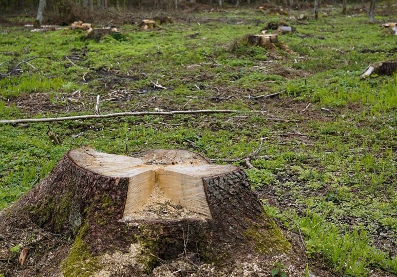 В Баку под покровом ночи уничтожили 30 деревьев: виновники найдены