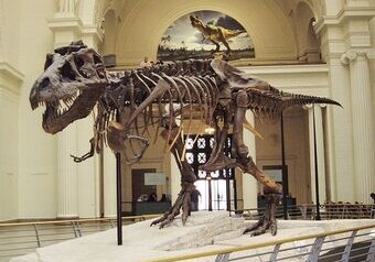 На аукционе в США продадут скелет тираннозавра