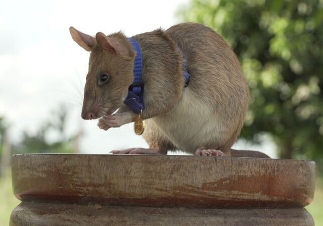 Крыса-сапер получила золотую медаль за храбрость