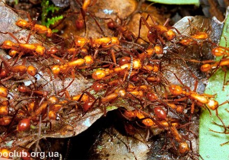 Желтые сумасшедшие муравьи наводнили Австралию