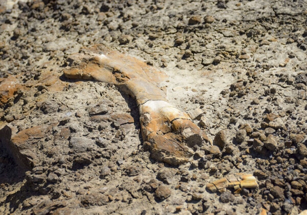 Канадский школьник во время путешествия нашел кости динозавра