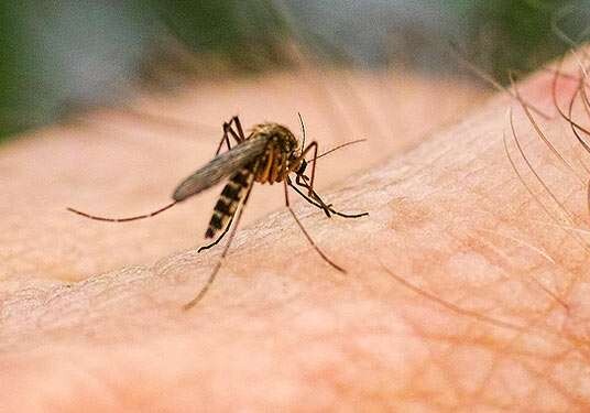 В Антарктиде впервые заметили комаров