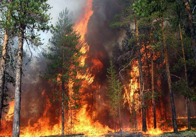 «Армения умышленно поджигает леса в Шуше» - Помощник Президента Азербайджана