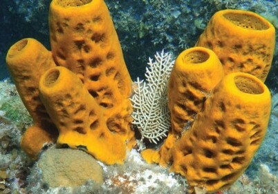 У людей нашли генетическое сходство с морскими губками