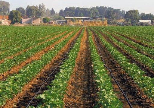 Выплата субсидий фермерам начнется в декабре - Минсельхоз Азербайджана
