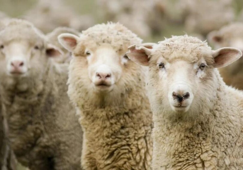 У 92% овец ученые нашли микропластик в организме