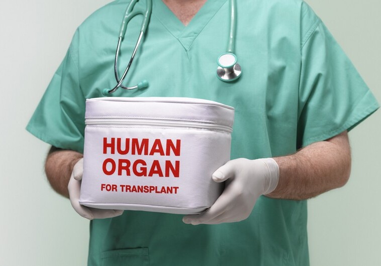 Какие органы могут быть взяты у живого донора для трансплантации в Азербайджане?