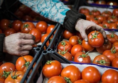 Россия разрешила ввоз томатов из Азербайджана