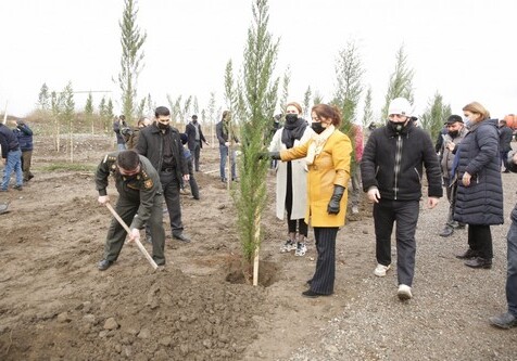 В Хачмазе в память о шехидами посажено 2783 вечнозеленых дерева (Фото)