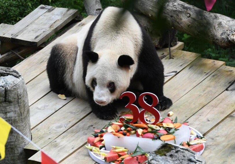 В Китае умерла самая старая панда в мире - Сколько ей было лет?