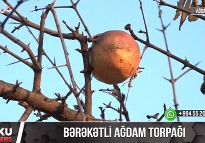 Азербайджанские военнослужащие показали, насколько плодородна земля в Агдаме (Видео)