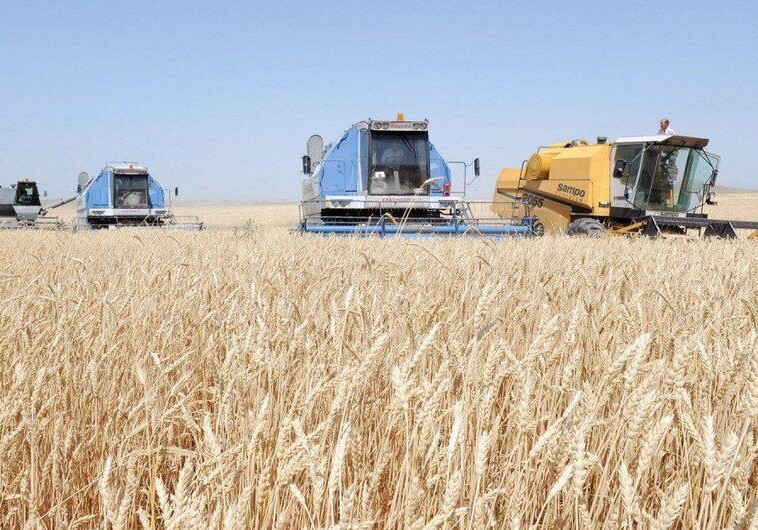 В Агдаме засеяно зерном уже более 700 гектаров 