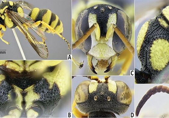 В Нахчыване обнаружена новая разновидность осы (Фото)