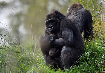 Стало известно о первом случае заражения гориллы коронавирусом