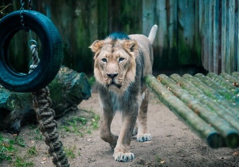 У льва в зоопарке Таллинна диагностирован коронавирус
