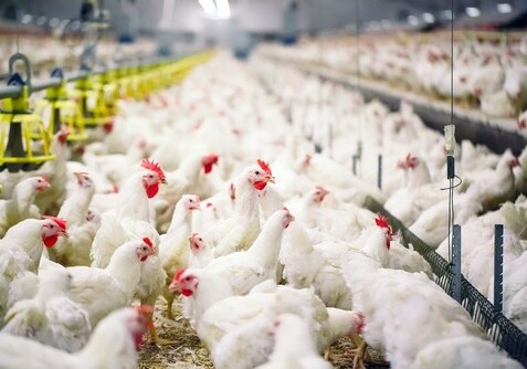 Азербайджан ввел ограничения на импорт птицы и продуктов птицеводства из трех стран