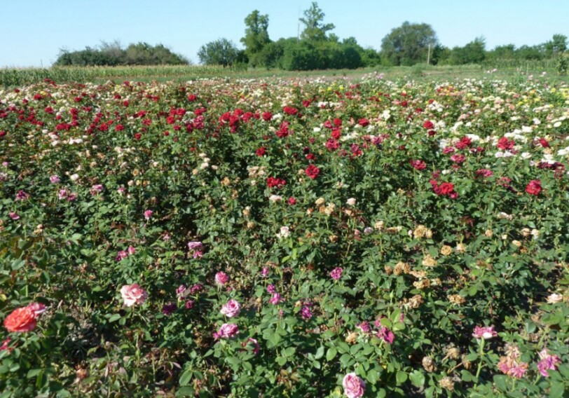 Произведенные в Загатале масла розы и лаванды экспортируются в США, Турцию и Литву