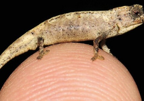 Обнаружена самая маленькая рептилия на планете