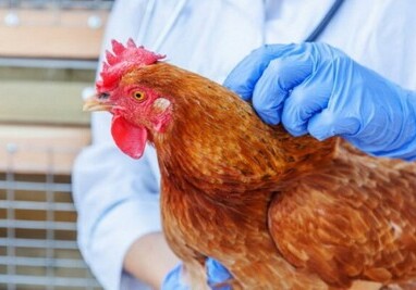 Начаты мониторинги в связи с птичьим гриппом – в Азербайджане