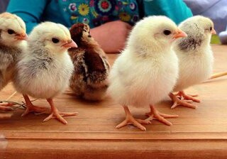 Израильские ученые научились менять пол цыпленку в яйце