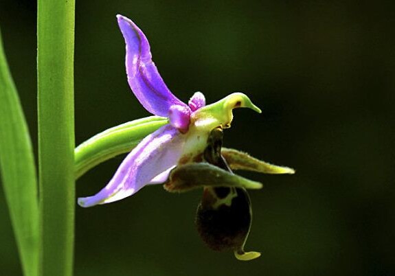 Цветок харыбюльбюль встречается не только в Шуше – Минэкологии Азербайджана