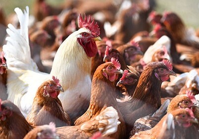 Азербайджан запретил импорт живой птицы и продуктов птицеводства из трех стран
