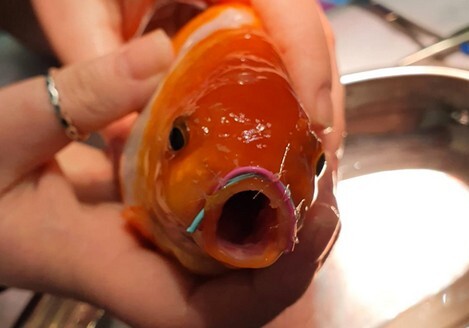 В США аквариумной рыбке прооперировали сломанную челюсть