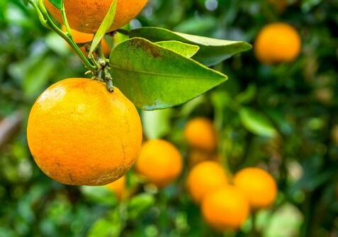 В Турции вырос гигантский апельсин