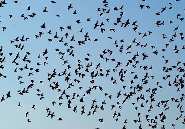 В Баку массовая гибель ворон: птичий грипп или изменение климата? (Видео)