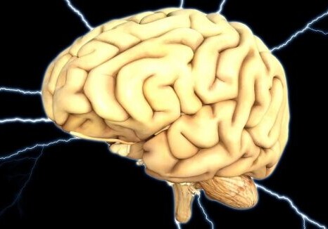 Биологи нашли главный фактор долголетия мозга