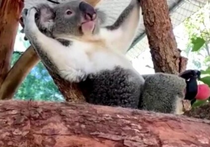В Австралии впервые в мире поставили протез коале