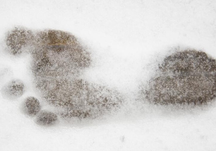 В США вознаграждение за поимку снежного человека увеличили до $2,1 млн
