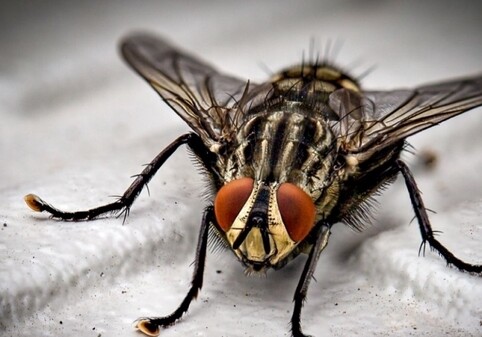 В Германии найдена муха возрастом 47 млн лет с пыльцой в брюшке