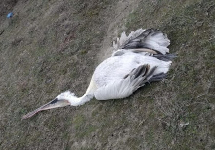 На берегу Каспийского моря обнаружено около 40 мертвых краснокнижных пеликанов (Видео)