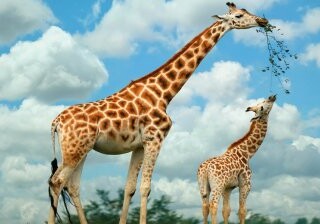 Для борьбы с гипертонией ученые будут использовать гены жирафа