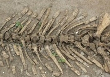 Узбекский фермер нашел в огороде скелет носорога, жившего миллионы лет назад
