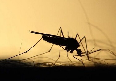 Ученые намерены отучить комаров пить кровь