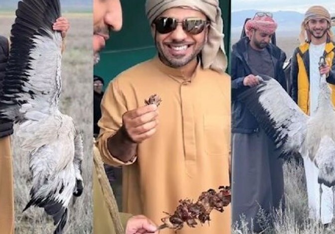 Арабы истребляют редких птиц в Азербайджане (Фото-Видео)